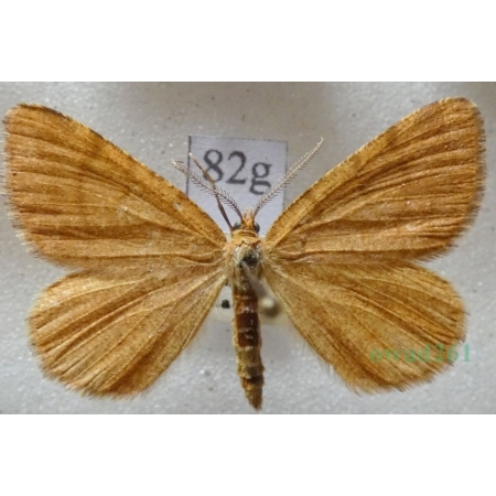 Macaria brunneata (Thunberg, 1784) Witalnik rdzawiak Czech82g